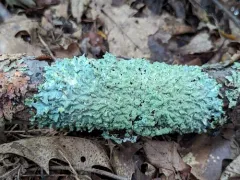 Mealy Speckled Shield Lichen thumbnail 2
