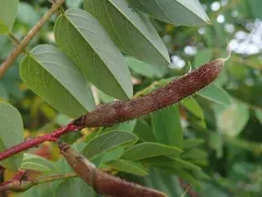 Clammy Locust thumbnail 2