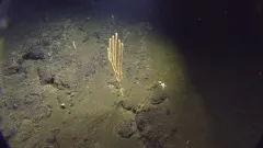 Shaggy Bamboo Coral thumbnail 2