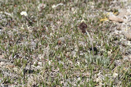 Purple Wormwood