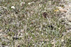 Purple Wormwood thumbnail 1