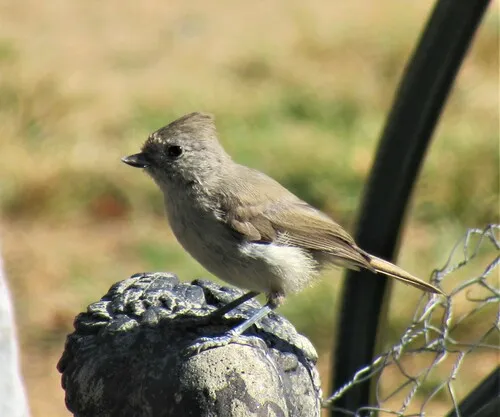 Oak Titmouse