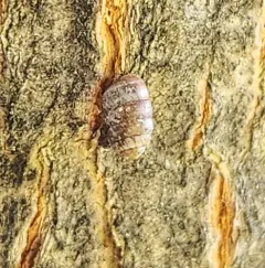 Moss Chrysalis-snail thumbnail 2