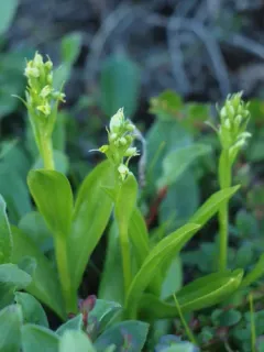 Small-white Orchid thumbnail 1