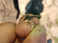 Arctic Mosquito thumbnail 2