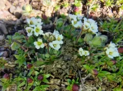 Ellesmere Island Whitlow-grass thumbnail 1