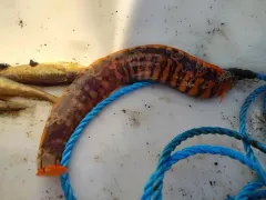 Banded Gunnel thumbnail 3