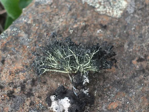 Zebra Beard Lichen