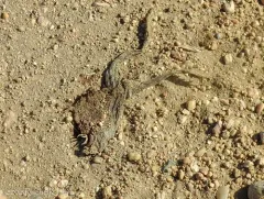 Plains Leopard Frog thumbnail 1