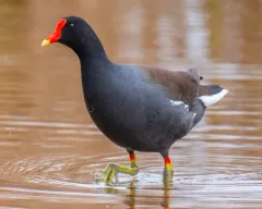 Common Gallinule thumbnail 5