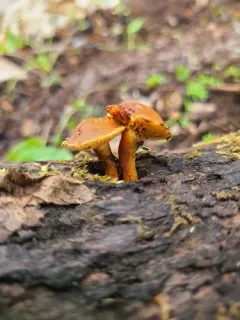 Pleuroflammula tuberculosa thumbnail 3