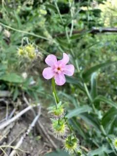 pink-flowered stickseed thumbnail 3