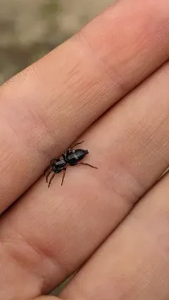 Bicolored Ant-mimic Ground Spider thumbnail 2