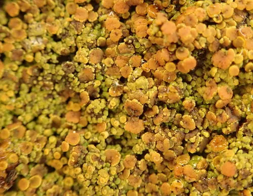Waxy Firedot Lichen