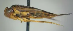 Hesperocorixa minorella thumbnail 2