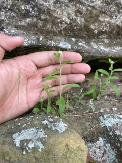 Cliff Cudweed thumbnail 1