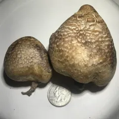 puffball parasol thumbnail 4
