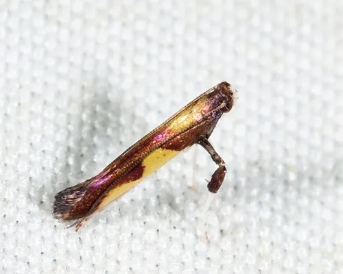 Blueberry Leafminer