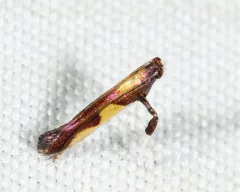 Blueberry Leafminer thumbnail 1