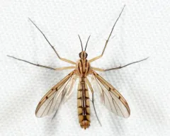Neoempheria balioptera thumbnail 3