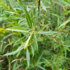 meadow willow thumbnail 2