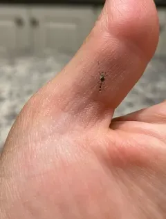 Coelotanypus scapularis thumbnail 4