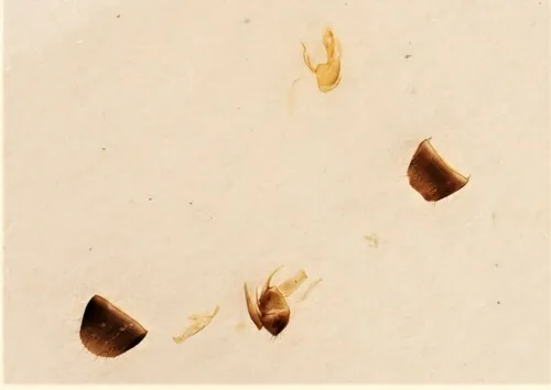 Atheta particula