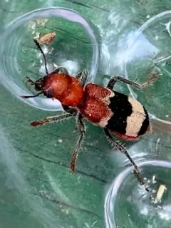 Thanasimus trifasciatus thumbnail 3