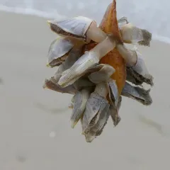 Buoy Barnacle thumbnail 3