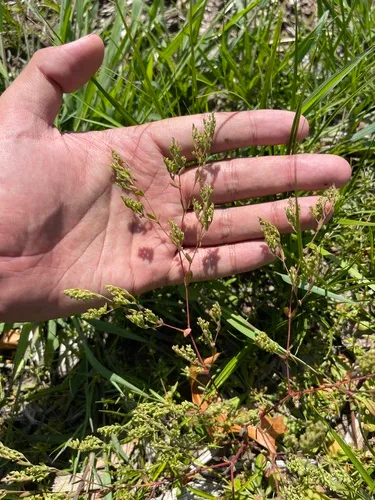 Cluster-stemmed Nailwort