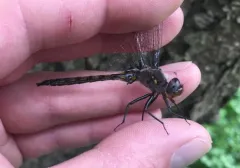 Slender Baskettail thumbnail 3