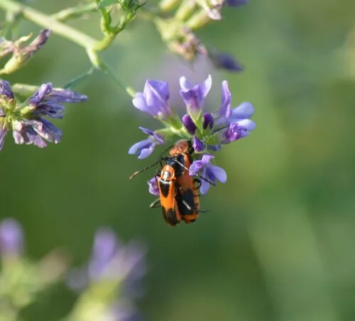Colorado Soldier Beetle