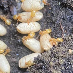 New World Fuzzy Ant thumbnail 2