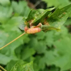 Gouty Vein Midge thumbnail 4