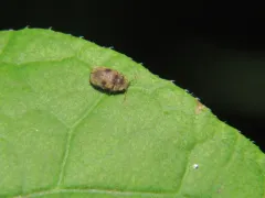 Protheca hispida thumbnail 2