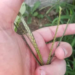Goose Grass thumbnail 3