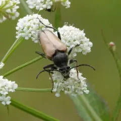Minnesota Long-horned Beetle thumbnail 3