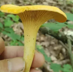 Midwestern yellow chanterelle thumbnail 2