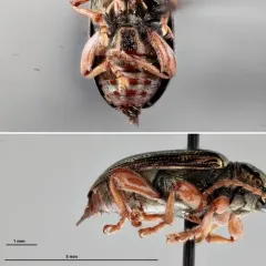 Red Aquatic Leaf Beetle thumbnail 4