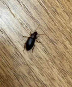 Ophonus puncticeps thumbnail 3