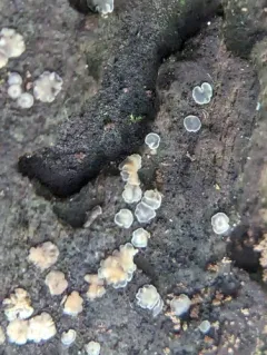 Phialocephala aylmerensis thumbnail 2