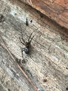 Tapinopa bilineata thumbnail 2