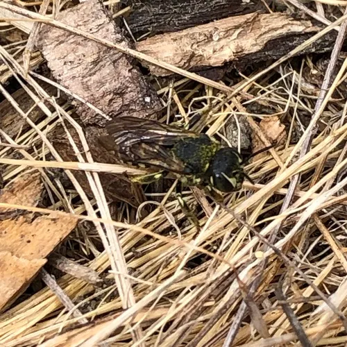 Variable Pebble Bee