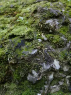 Arctic Bentgrass thumbnail 1