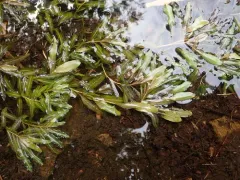 Northern Pondweed thumbnail 3