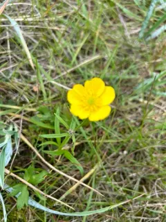 Turner's Buttercup thumbnail 3