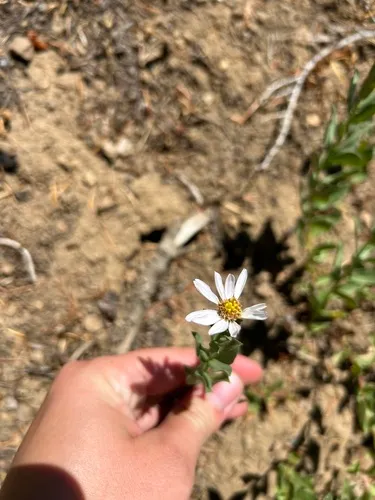 Gorman's Aster