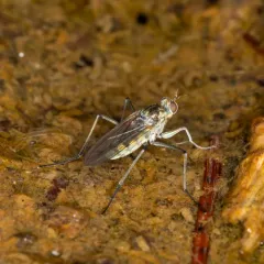 Hydatostega viridiflos thumbnail 3