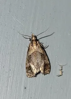 Phtheochroa riscana thumbnail 4