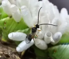Hornworm Parasitoid Wasp Bracovirus thumbnail 3
